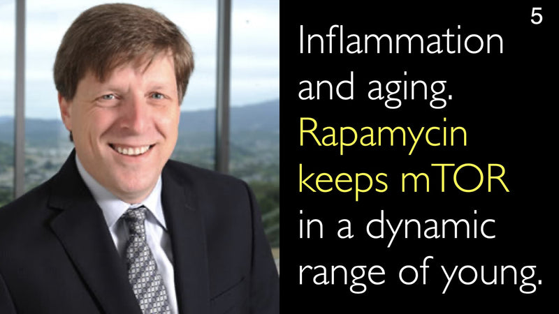Inflammation and aging. Rapamycin keeps mTOR  in a dynamic range of young. 5