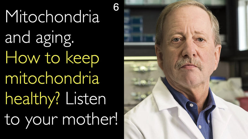 Mitochondria and aging. How to keep mitochondria healthy? Listen to your mother! 6